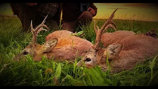 Roe deer hunting in Romania 8 Rehbock Jagd in Rumänien 8 Chasse des brocards en Roumanie 8