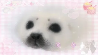 ୨୧ baby seal beauty 𖦹 ꜝꜝ 🦭 !