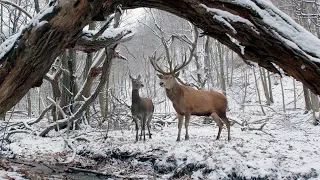 ON BODY AND SOUL (Official Trailer / OV, deutsch)