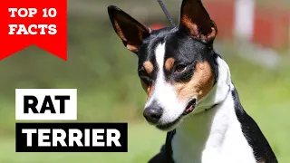 Rat Terrier - Top 10 Facts