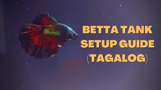 Paano Mag-set-up ng Simpleng Betta Tank | Free 500 Pesos GCash