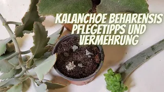 Kalanchoe beharensis Pflanze vermehren einpflanzen Tipps und Tricks