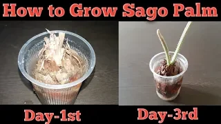 How To Grow Sago Palm From Pups in 2 Days | Sago Palm Care  (Hindi-English)