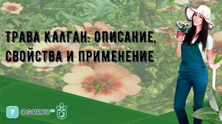 Трава калган: описание, свойства и применение