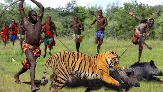 Tigers Hunt in The Territory of The Maasai and Hadzabe Tribes, Let's See What They Do Next...