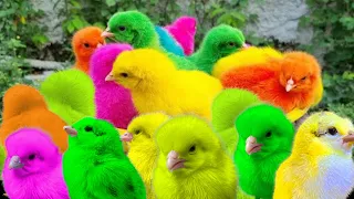 World Cute Chickens, Colorful Chickens, Rainbows Chickens, Cute chicks , cute Cats ,cute animals#349