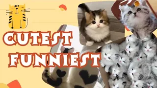 Cute & Funny Cats and Kittens: Ultimate Compilation of Adorable Feline Moments!