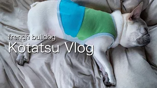 sub)French Bulldog Daily Life [Kotatsu Vlog]