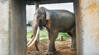 Thailand's Dirty Secret - The Elephants of Thailand
