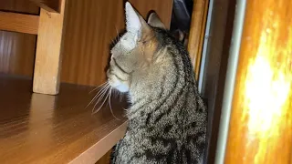 Cat overcomes fear in 3 seconds