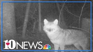 Coyotes out and about in East Tennessee