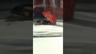 Strawberry Seed Beetle flips a Strawberry