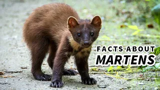 Marten Facts: CUTE but DEADLY | Animal Fact Files