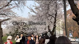 한강공원 yeouido hangang park (cherry blossom festival)  #koreantravel #hanriver #cherryblossom