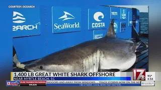 Massive great white shark detected off Myrtle Beach