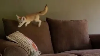 Fennec Fox Parkour