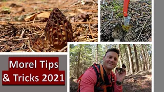 Morel Mushroom Hunting Tips - Cascades Mountain Morels