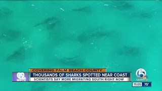 Sharks migrating south along Palm Beach County coast