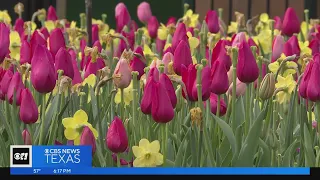 Check out the beautiful blooms at the Dallas Arboretum!