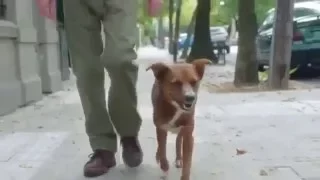 PERRO RECONOCE EL CORAZON DE SU AMO DONADO