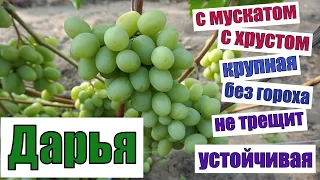 Виноград Беларуси. Дарья - крупная ягода с хорошим  мускатом.