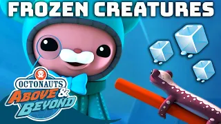 Octonauts: Above & Beyond - 🧊 Frozen Creatures 🐊🦎 | Winter Rescues Compilation | @Octonauts​