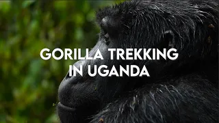 Gorilla Trekking in Uganda, Everything You Need to Know
