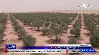 الزراعة: العراق بحاجة الى 14 مليار شجرة