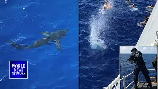 Coast guard opens fire at Massive Shark approaching 40 crew members swimming in ocean