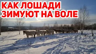 КАК ЛОШАДИ ЗИМУЮТ НА ВОЛЕ