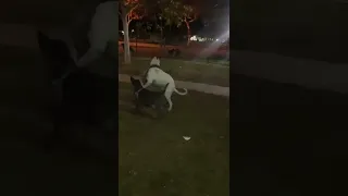 Pitbull vs dogo argentino fight