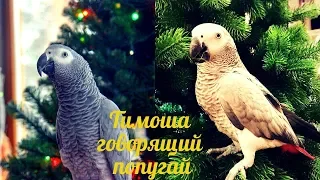 Timosha talking parrot, a species of Jaco. A selection of videos #9