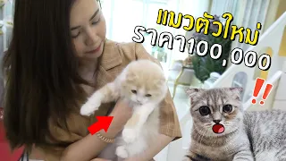 แมวตัวใหม่ราคาเป็นแสน นาซ่างอนหนักมาก!