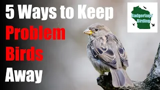 5 Ways to Keep Problem Birds Away from your Bird Feeders