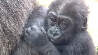 Gorilla⭐️ So smart! Baby Kintaro urges the zookeeper to come to the room with him.【Momotaro family】