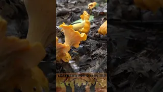 Chanterelle Mushroom How To Find Harvest Clean Cook and Eat!