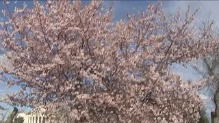 DC cherry blossoms hit peak bloom | NBC4 Washington