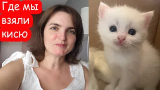 VLOG Откуда у нас белый котёнок