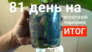 чесночная вода для орхидей ПОТРЯСАЮЩИЙ РЕЗУЛЬТАТ через 81 день КОРНИ ЛИСТЬЯ и ЦВЕТОНОС орхидеи