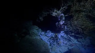 night dive octopus blue