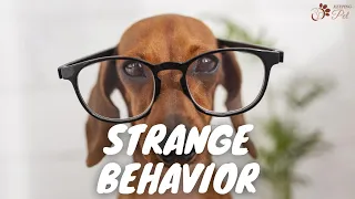 10 Weird Dog Behaviors Explained | Dog Strange Behaviors