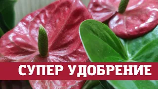 Мужское счастье ( антуриум) лучшее удобрение