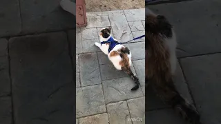 Taking my cat on a walk outside and she plays with dirt