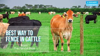 Learn the BEST Fencing in cattle