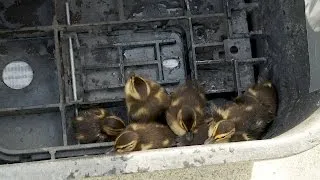 Baby Ducks Rescued from Storm Drain