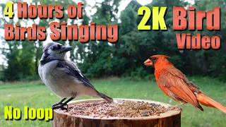 Cat TV, ASMR 4 HOURS of Birds Singing, No loop, 2K Bird, Digital Stress Relief Therapy, AW 004-1