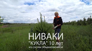 НИВАКИ "КУКЛА" - СОСНА ОБЫКНОВЕННАЯ 10 ЛЕТ!!!