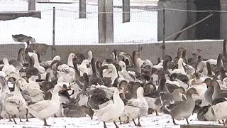 Разведение гусей в Новом Осколе