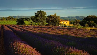 Walking in French Provence | Nature Sounds