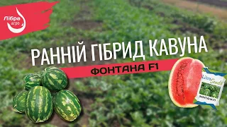 Ранній кавун Фонтана F1 від LibraSeeds.